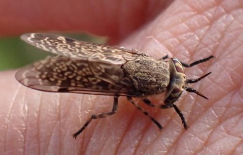 Haematopota pluvialis